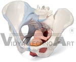 Female Pelvis with Ligaments, midsagitally sectioned through pelvic floor muscles organs, 4 part